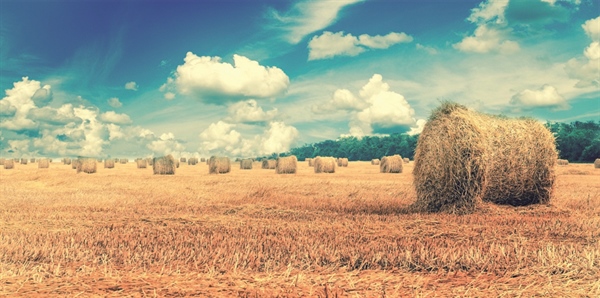 COMMERCIO ESTERO, L’AGROALIMENTARE SI CONFERMA SETTORE STRATEGICO